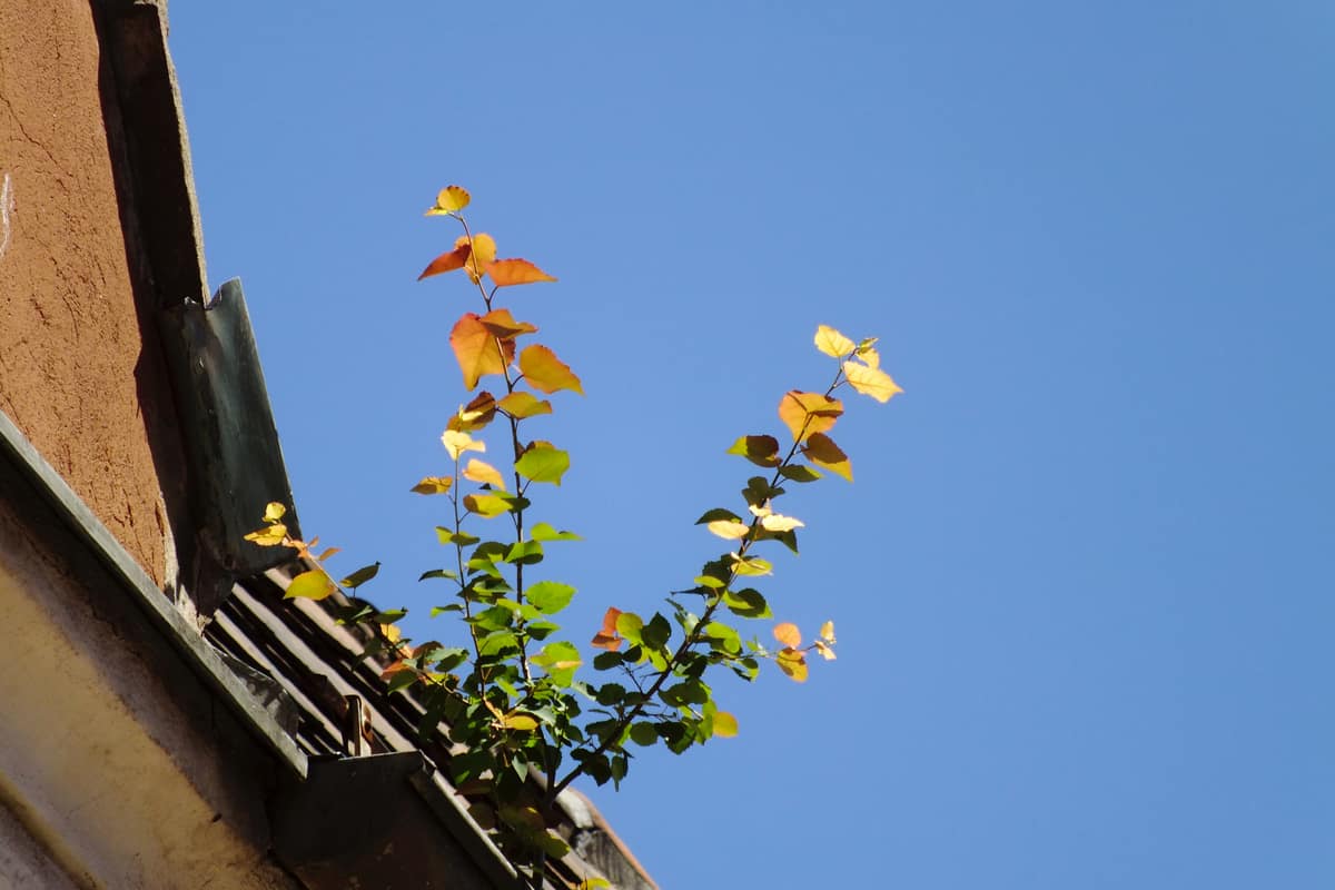 Gutters for South Carolina Homes: Seamless, 5-Inch or 6-Inch?